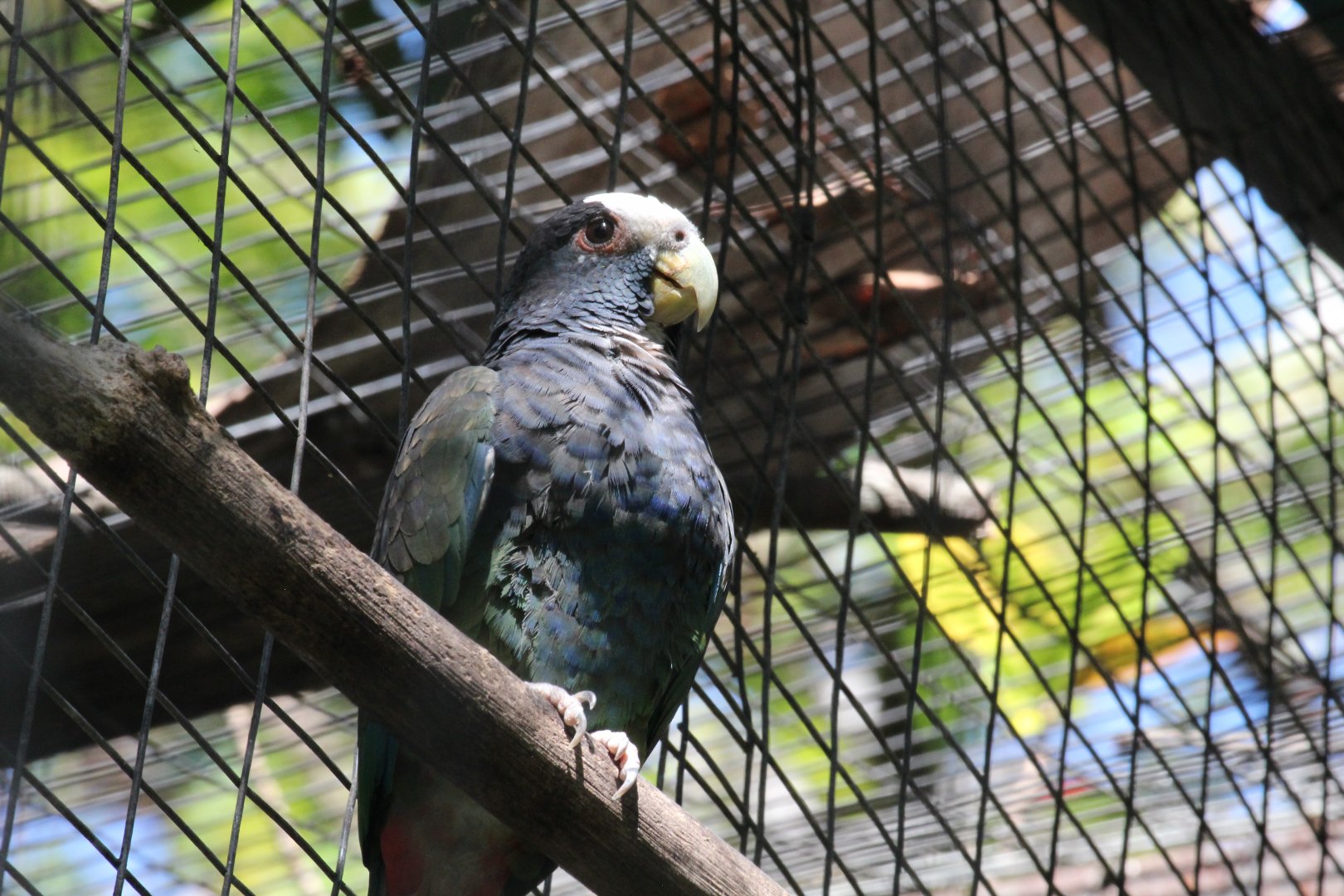 White-crowned Pionus Parrot