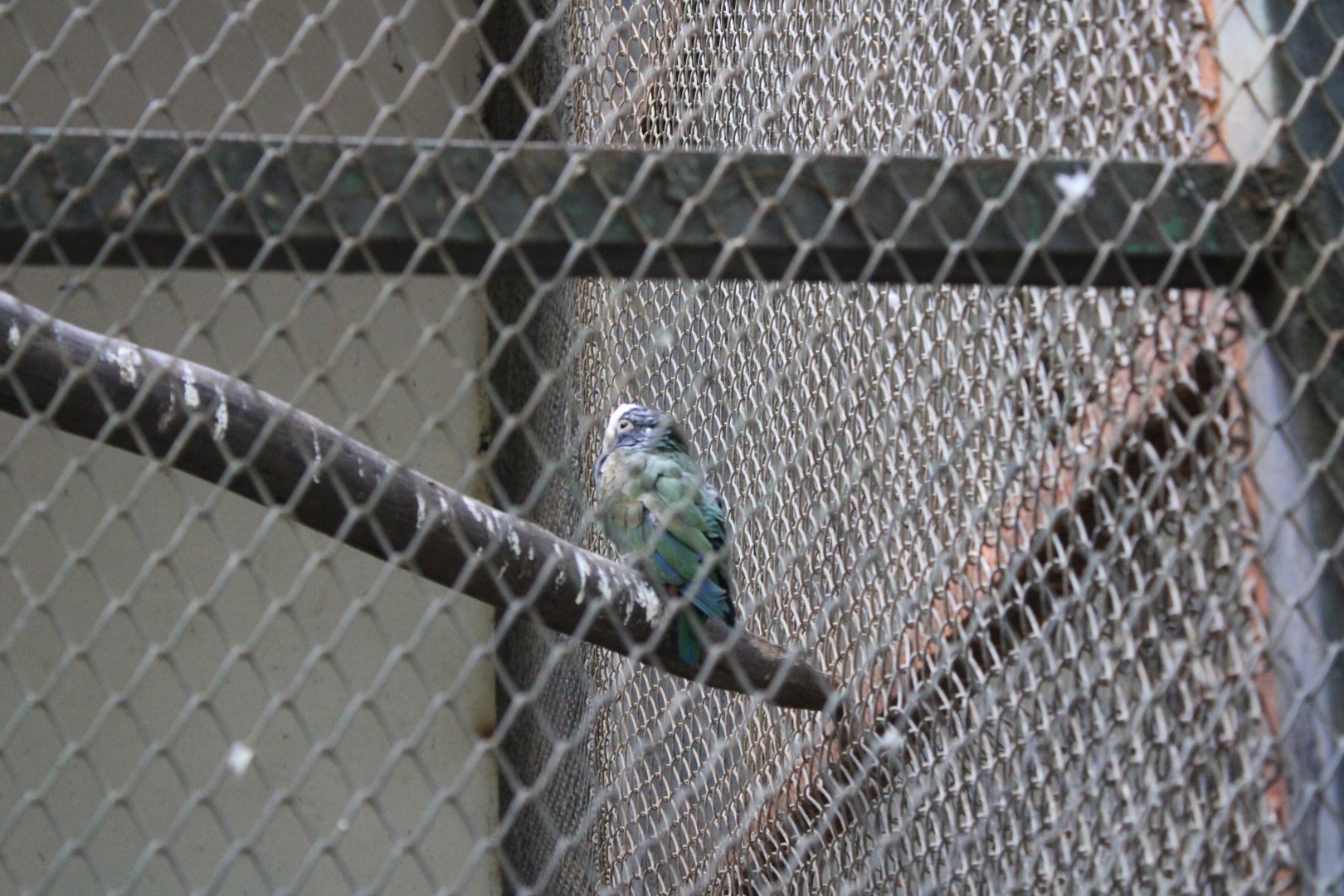 White-crowned Pionus (Pionus senilis)