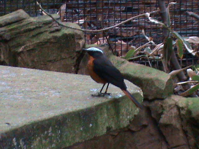 white-crowned robin chat 080112