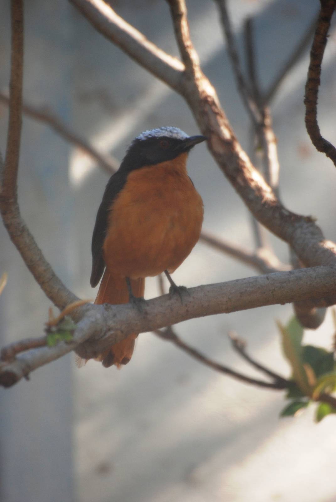 White-crowned Robin Chat at Jacksonville, 10/10/13