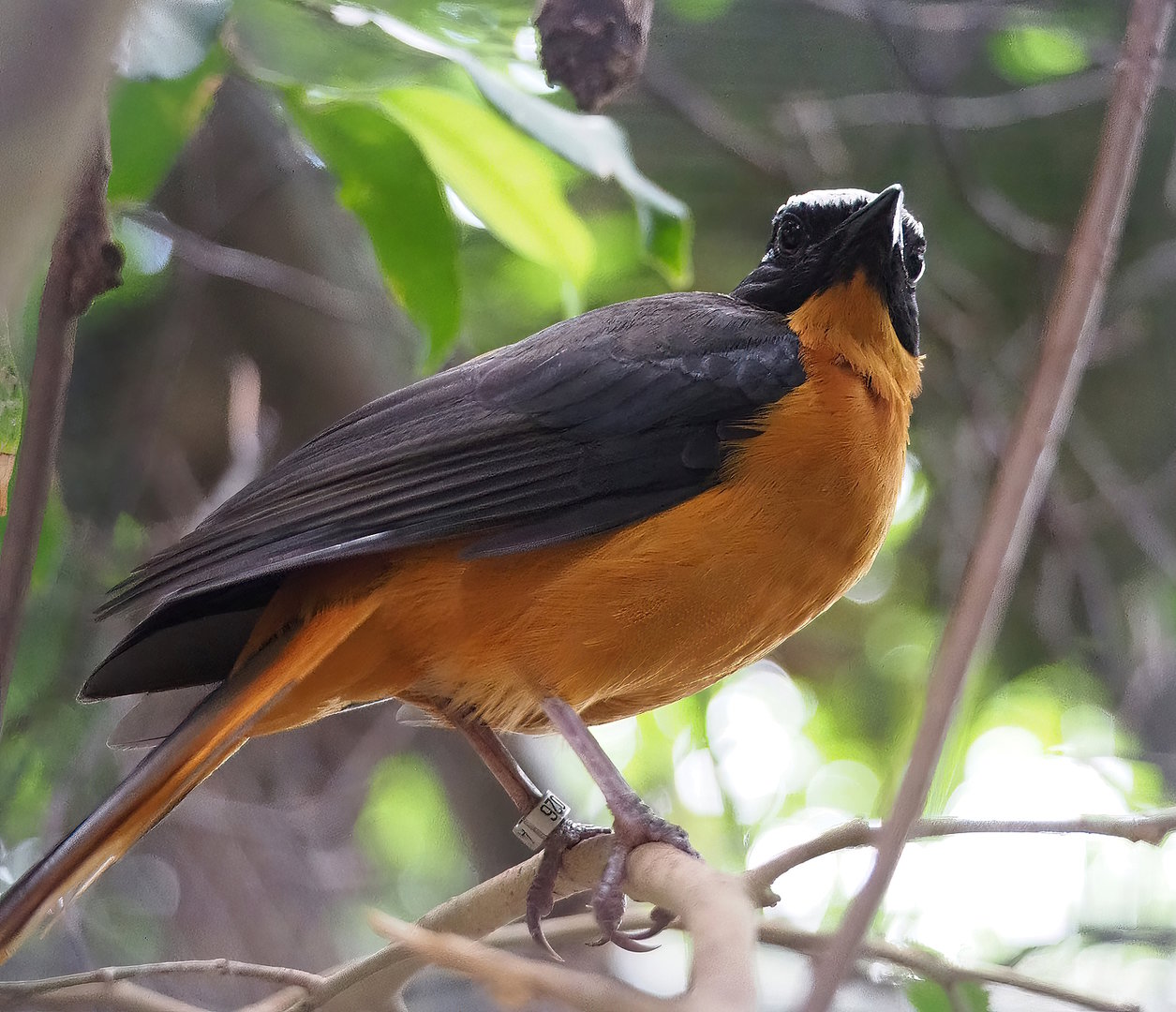 White-crowned robin-chat (Cossypha albicapilla), 2022-08-28