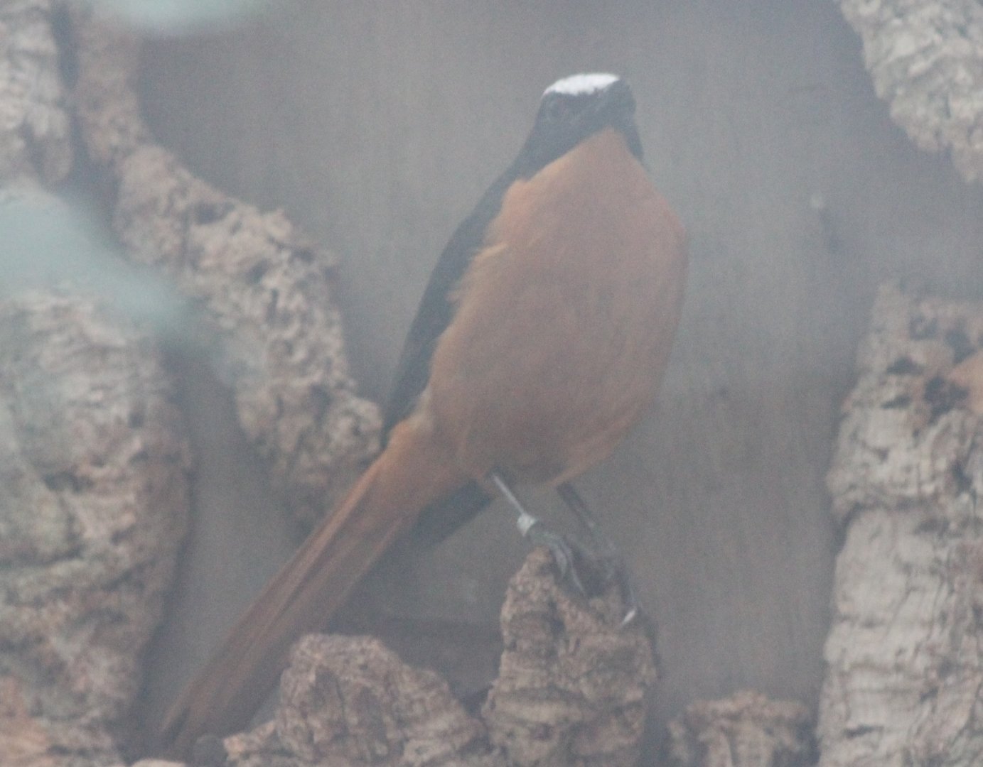 White-crowned robin-chat - Cossypha albicapilla