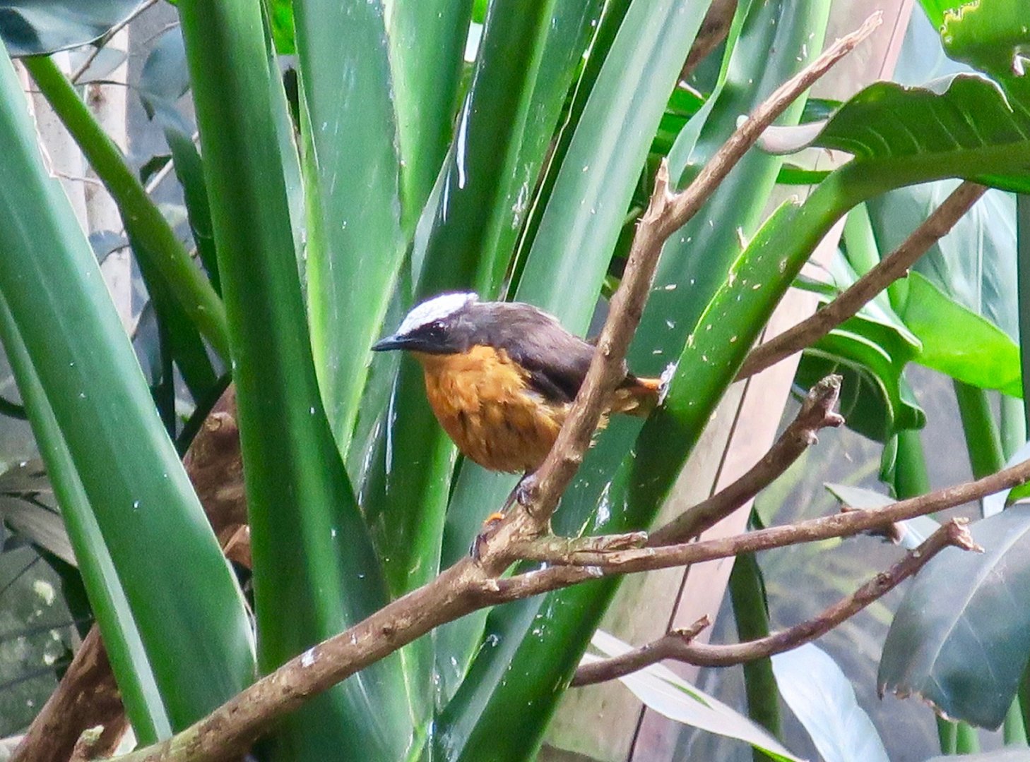 White-Crowned Robin Chat (Cossypha albicapilla)