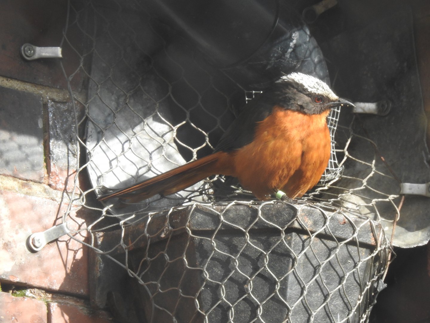 White-Crowned Robin-Chat (Cossypha albicapilla)