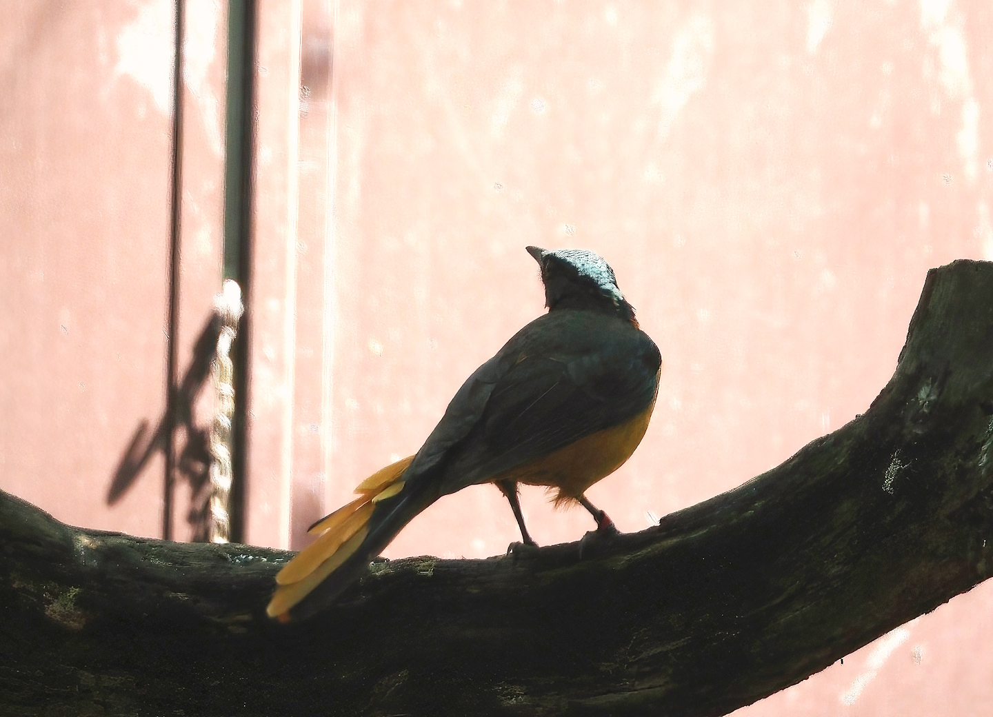White-crowned robin-chat (Cossypha albicapillus), 2024-05-23