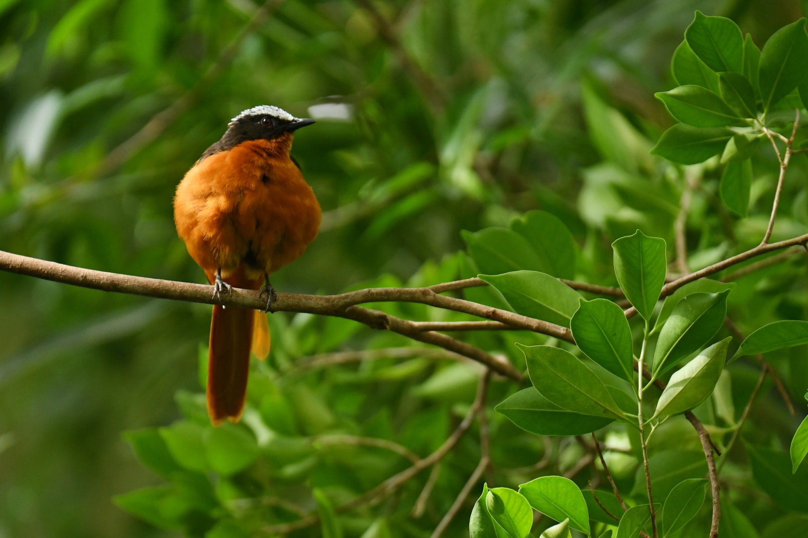 White-crowned Robin-Chat Cossypha albicapillus