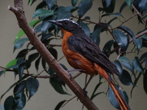 White-crowned robin-chat (Cossypha albicapillus)