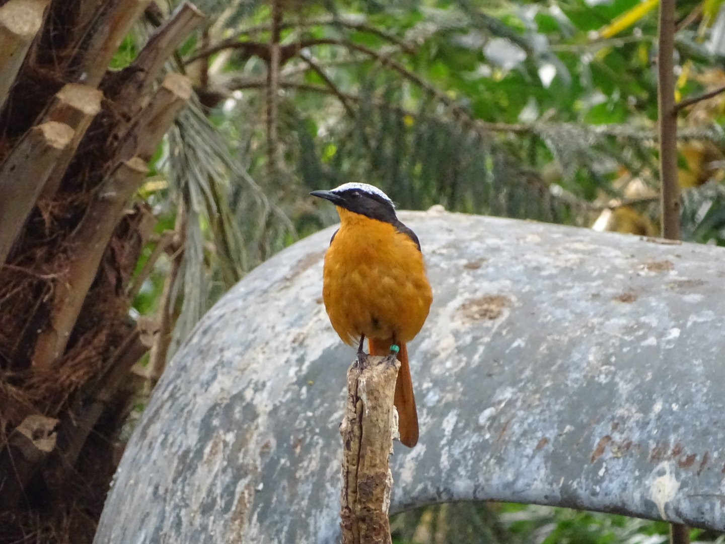 White-crowned robin-chat (Cossypha albicapillus)
