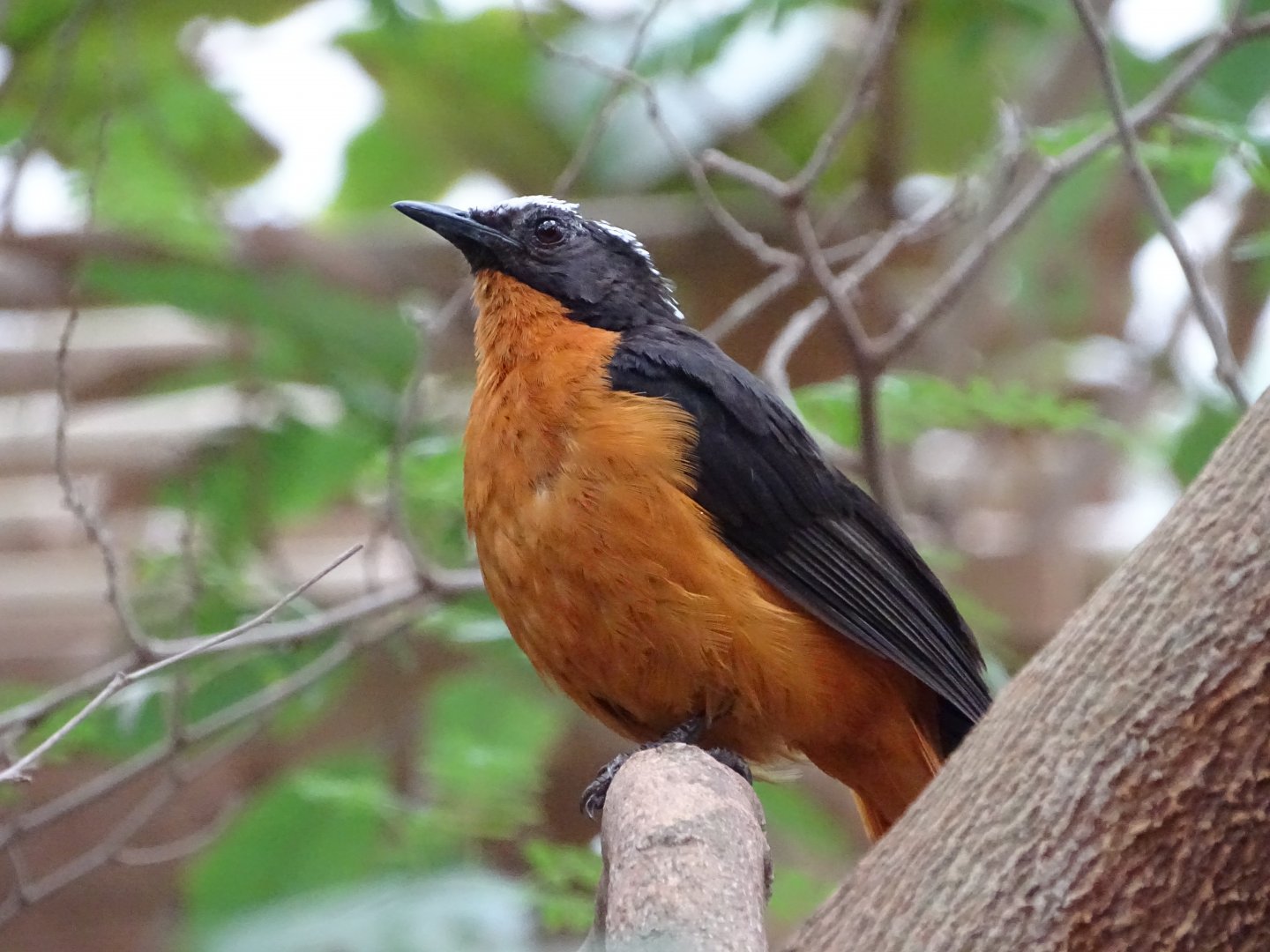 White-crowned robin-chat (Cossypha albicapillus)
