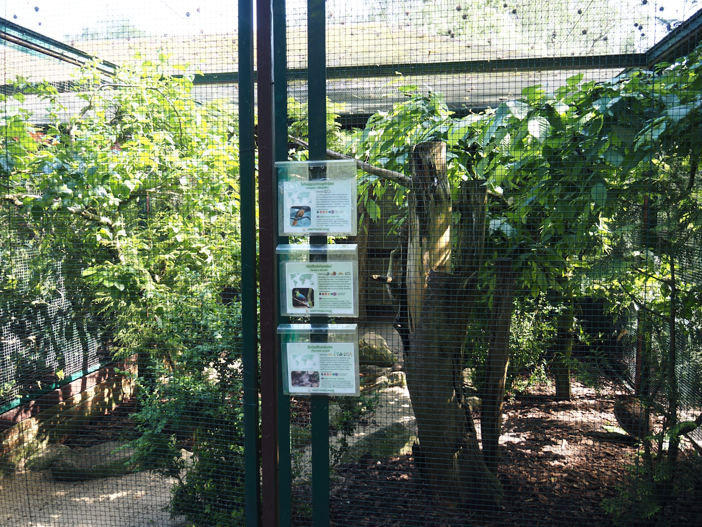 White-crowned robin-chat, Erckel's francolin and White-cheeked turaco aviary, 2024-05-23