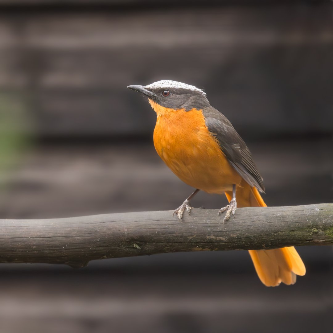 White-crowned robin-chat / Hamerton / 23-12-24