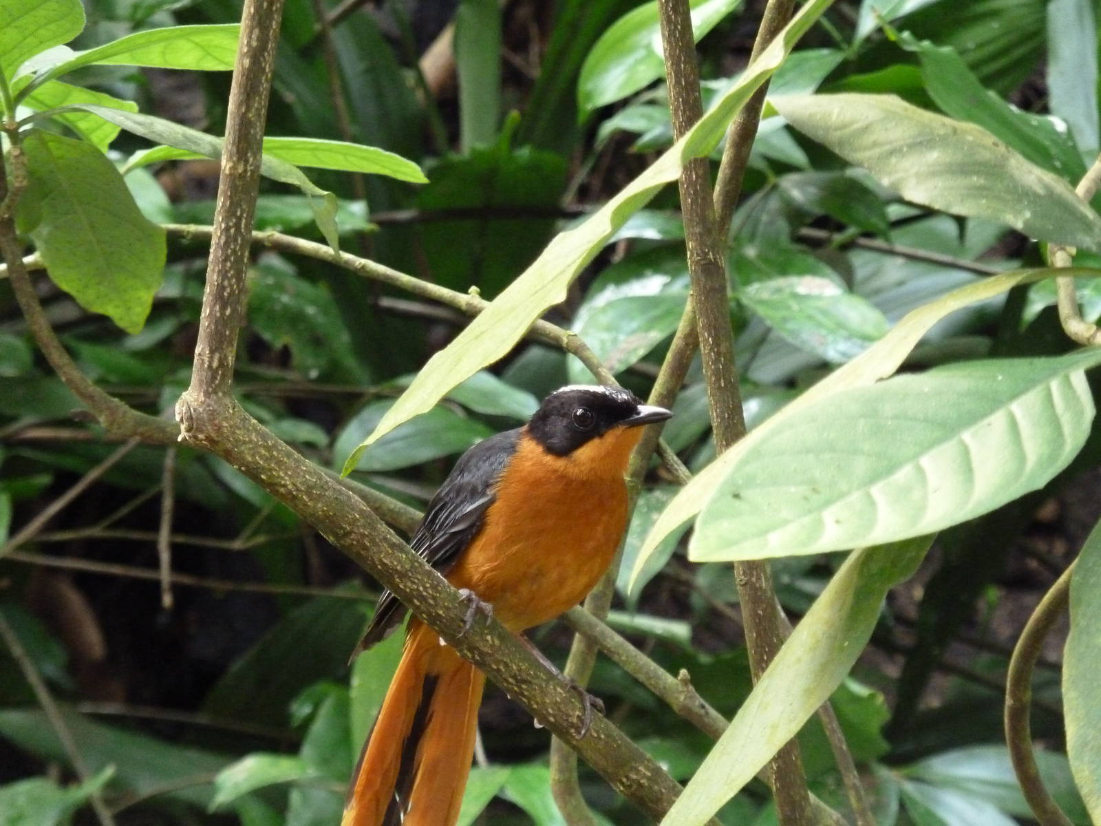 White-crowned Robin Chat