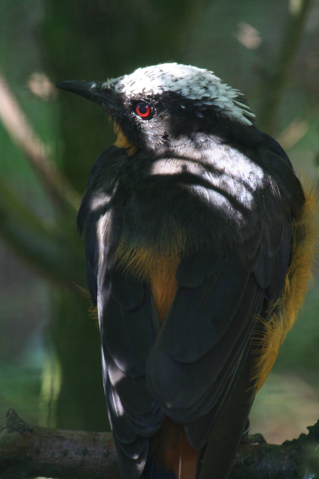 White-crowned robin chat