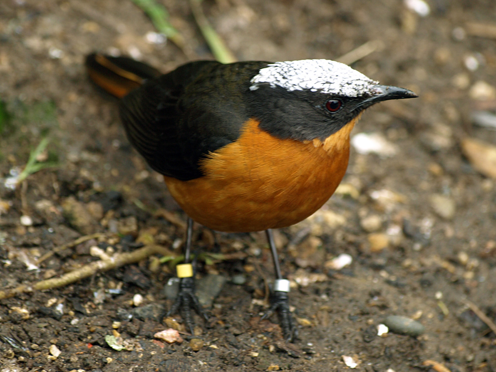 White-crowned Robin chat