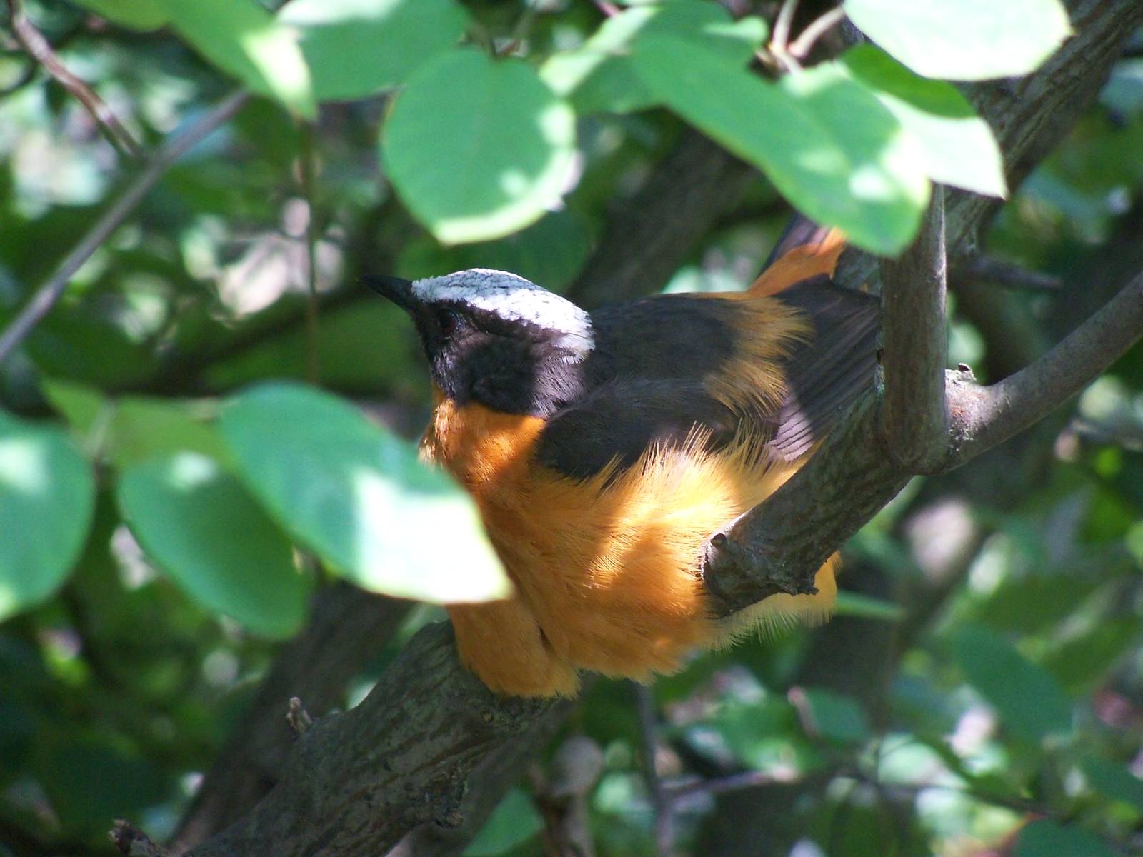 White-Crowned Robin-Chat