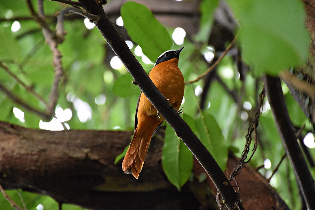 White-crowned Robin-chat