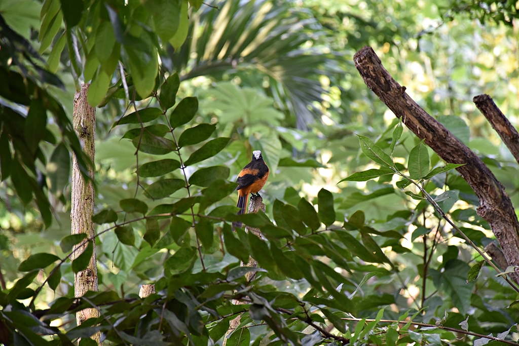 White-crowned Robin-chat