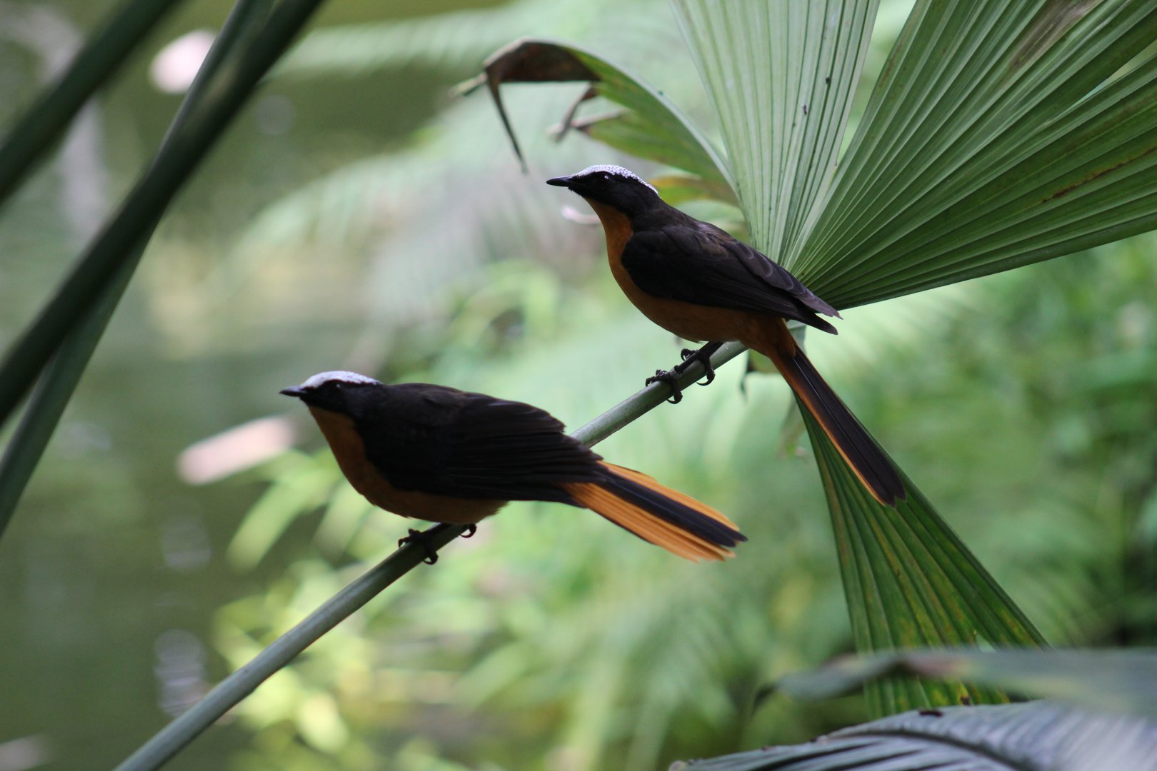 White-Crowned Robin-Chat
