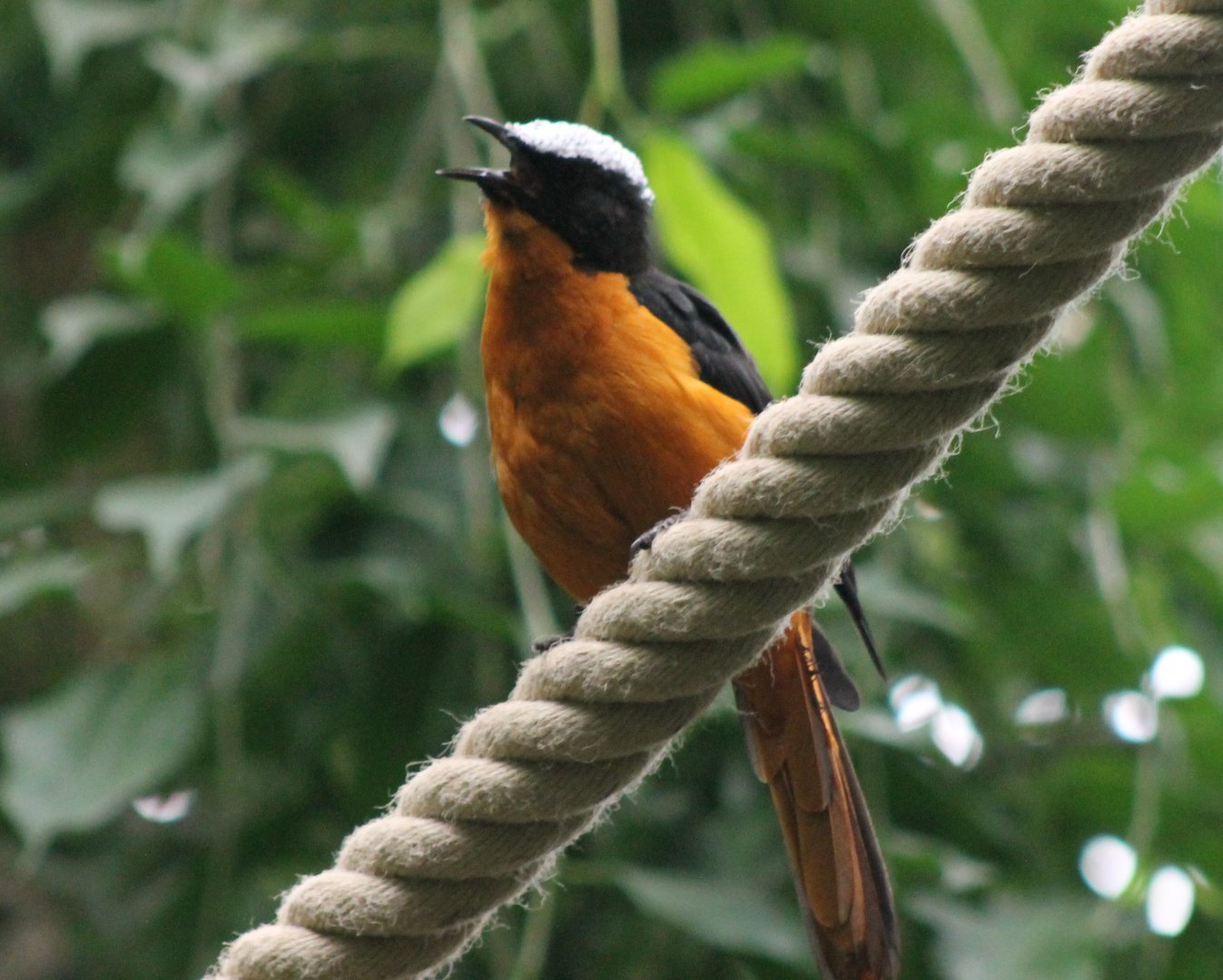 White-crowned robin-chat