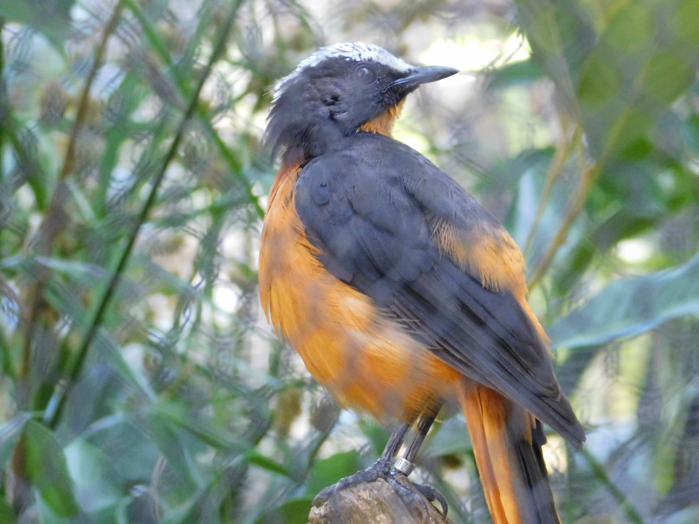 White-Crowned Robin Chat