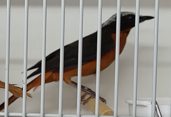 White-crowned robin-chat