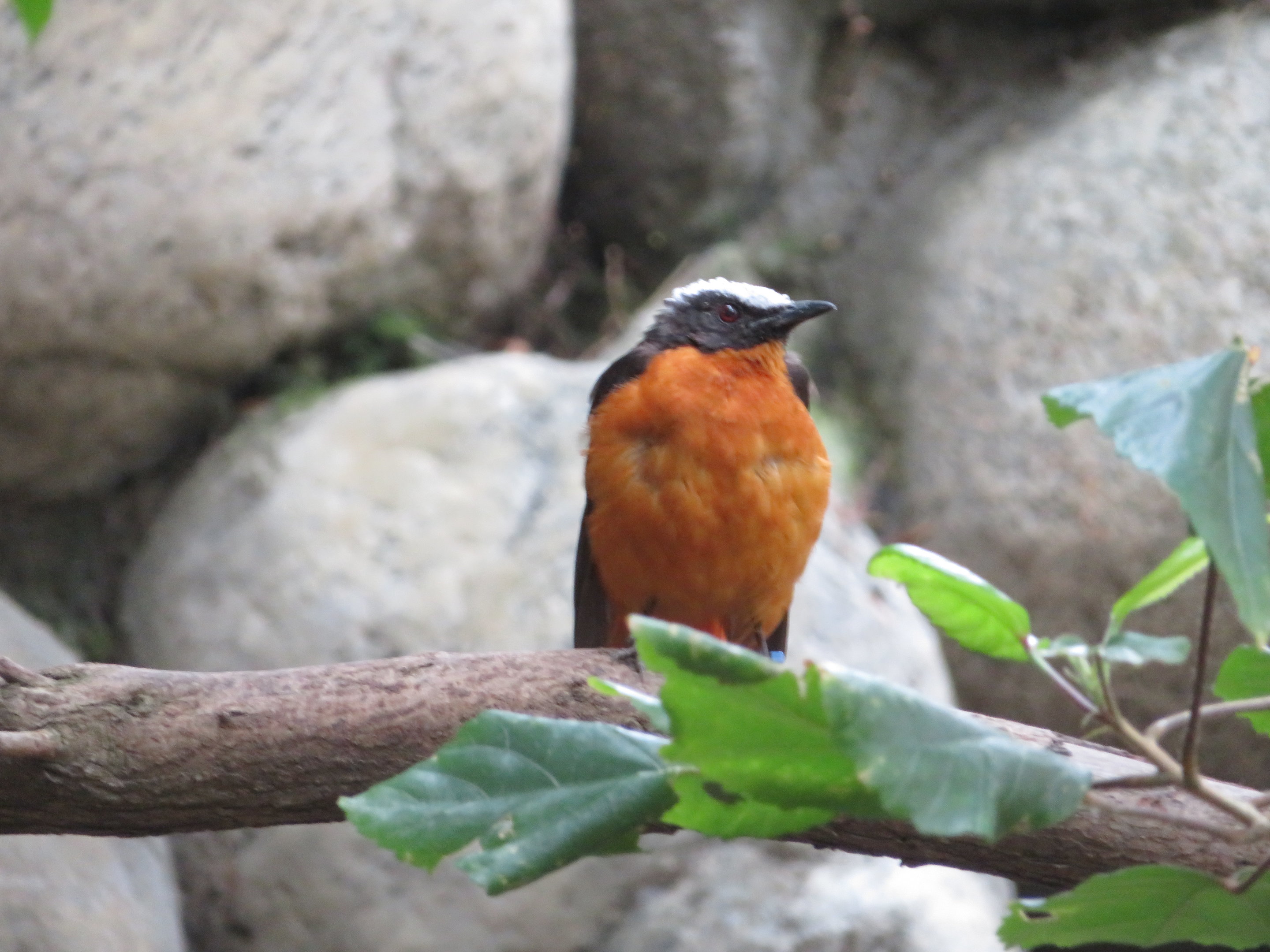 White-crowned Robin-chat