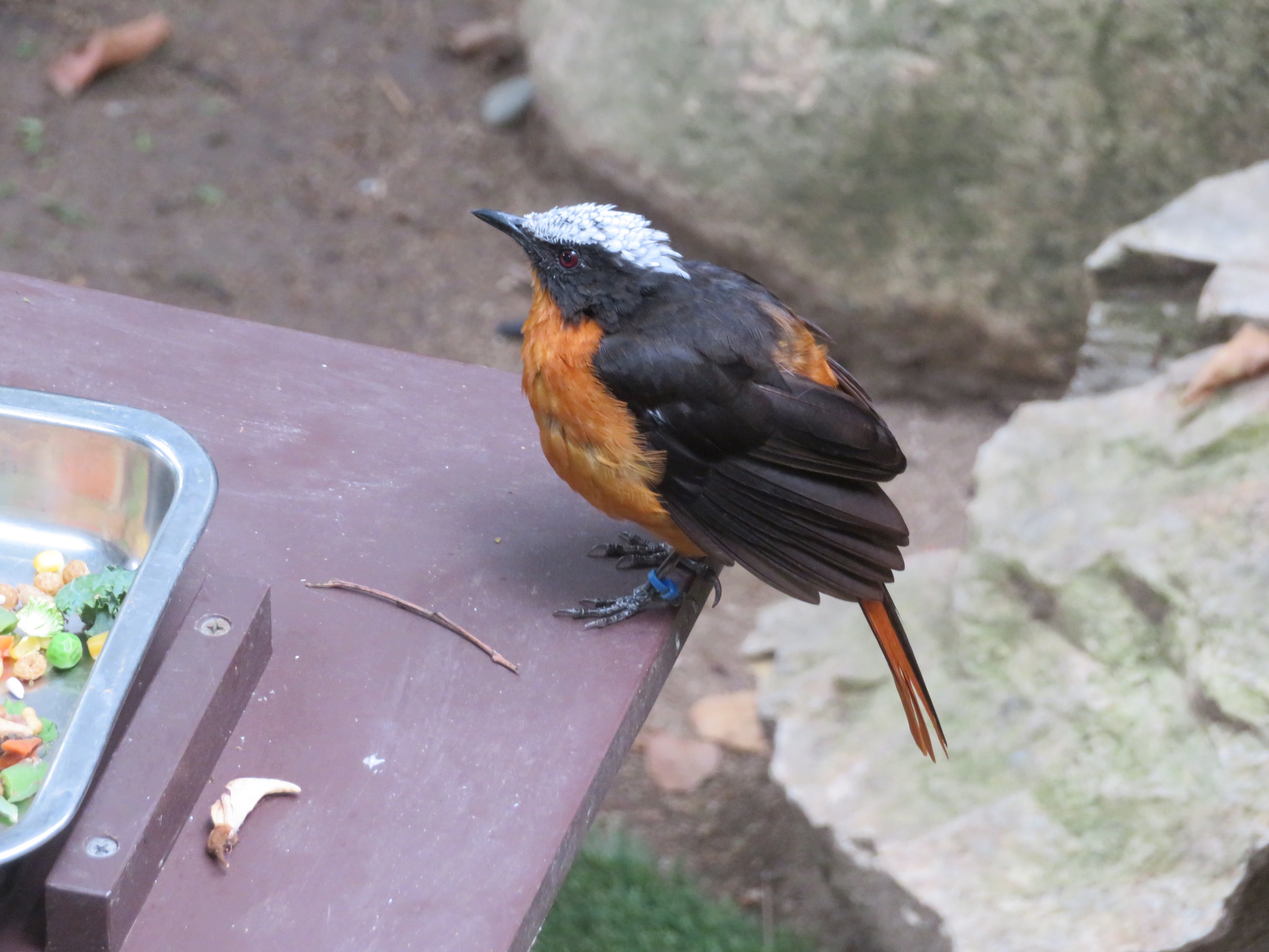 White-crowned Robin-chat
