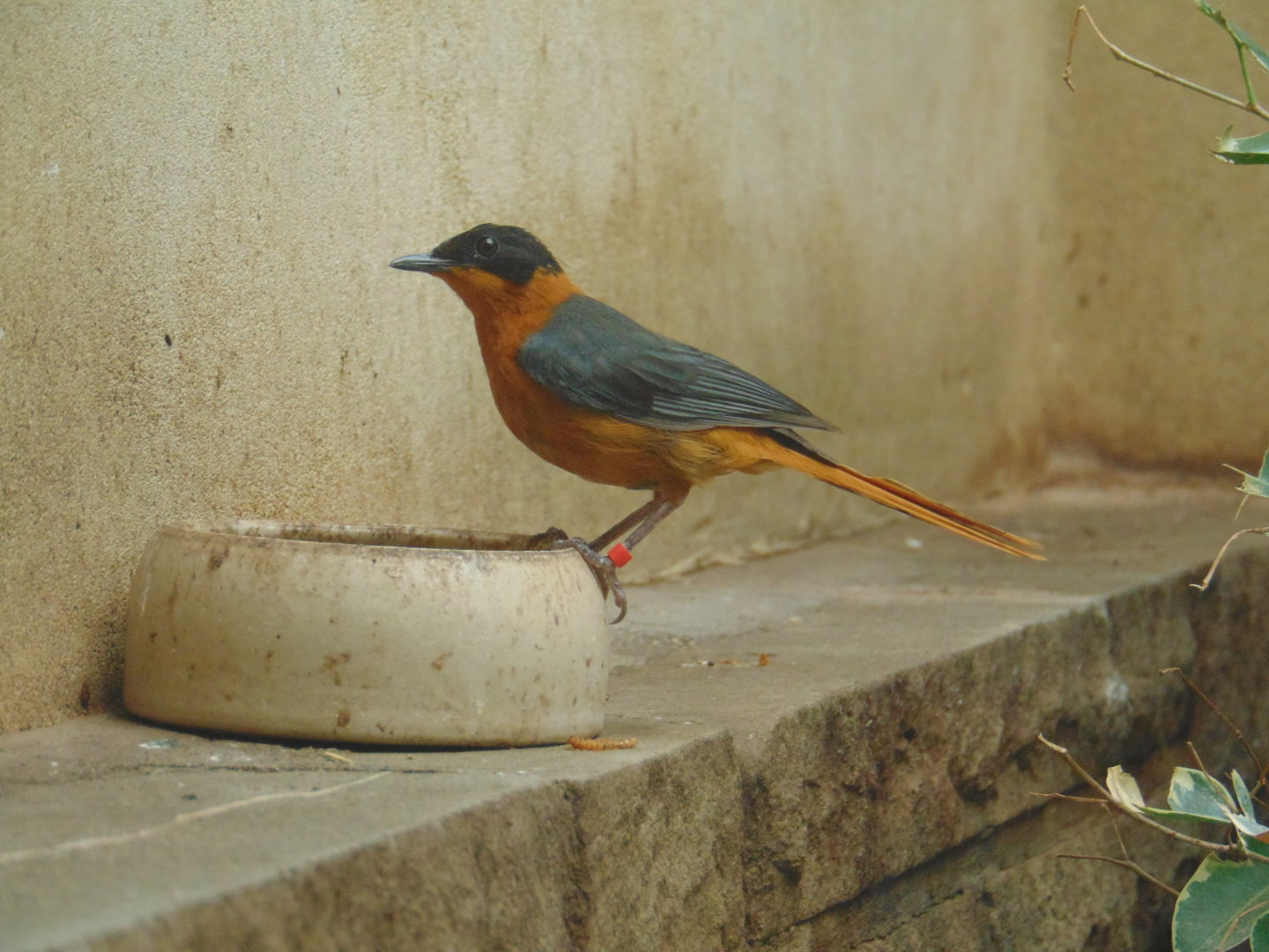 White-crowned Robin-chat
