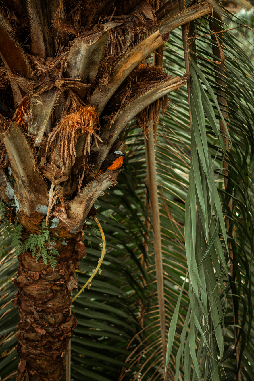 White-crowned robin-chat