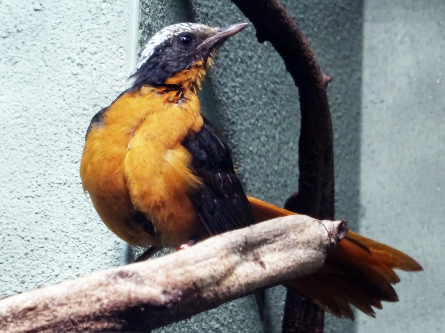 White-Crowned Robin-Chat