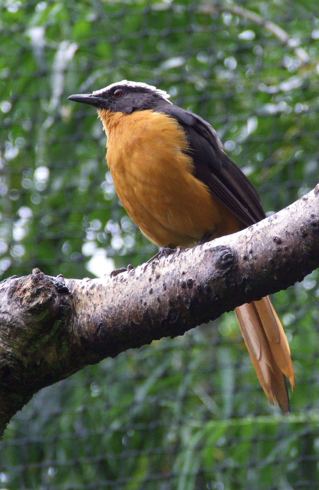 White-crowned Robin Chat