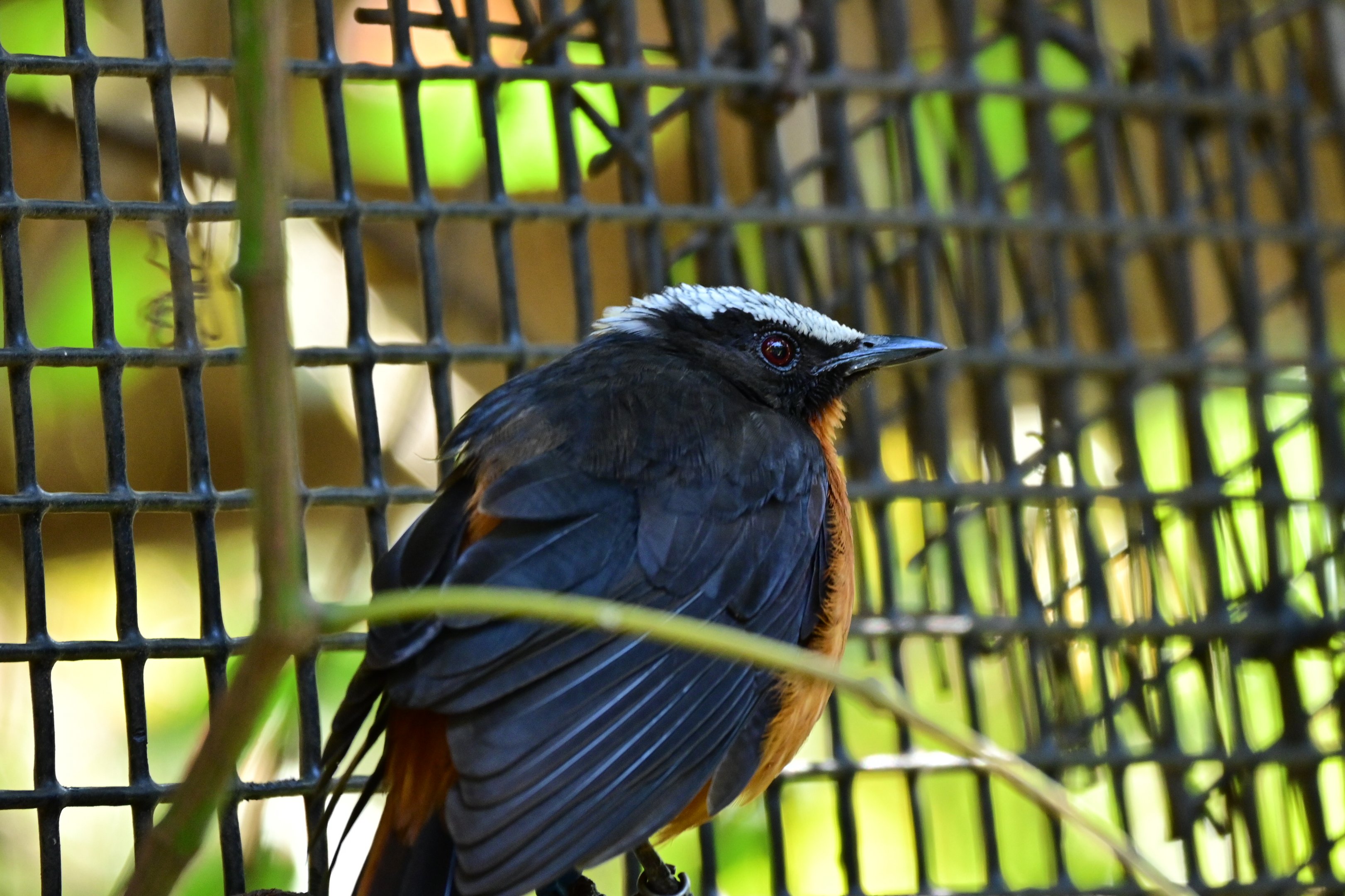 White Crowned Robit Chat