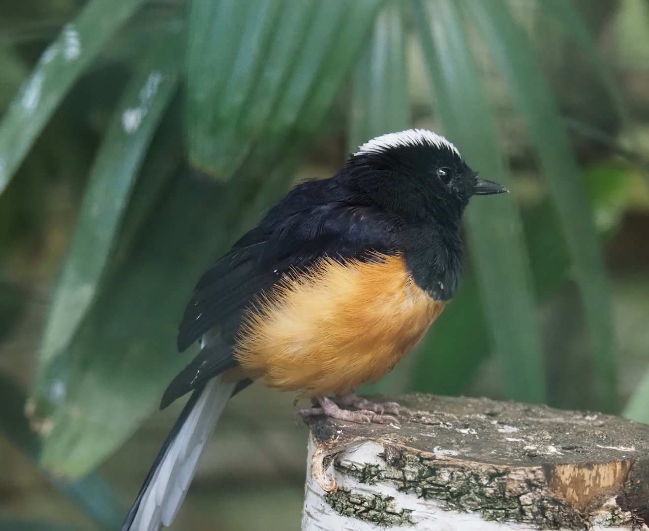 White-crowned Shama (Copsychus stricklandii), 2024-05-22