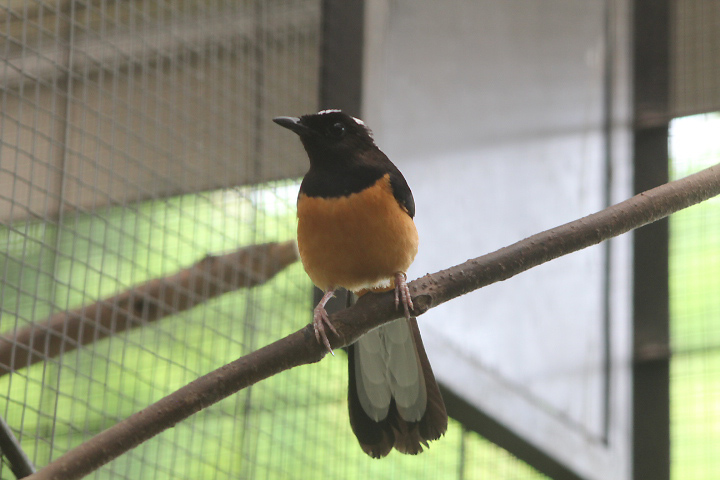 White-crowned shama (Copsychus stricklandii) - PCBA