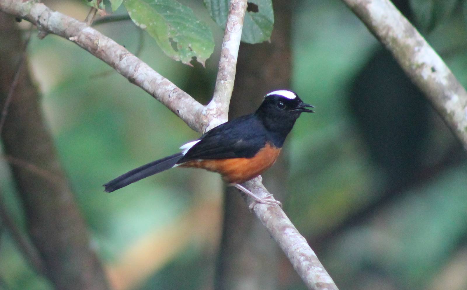 White-crowned Shama (Copsychus stricklandii)