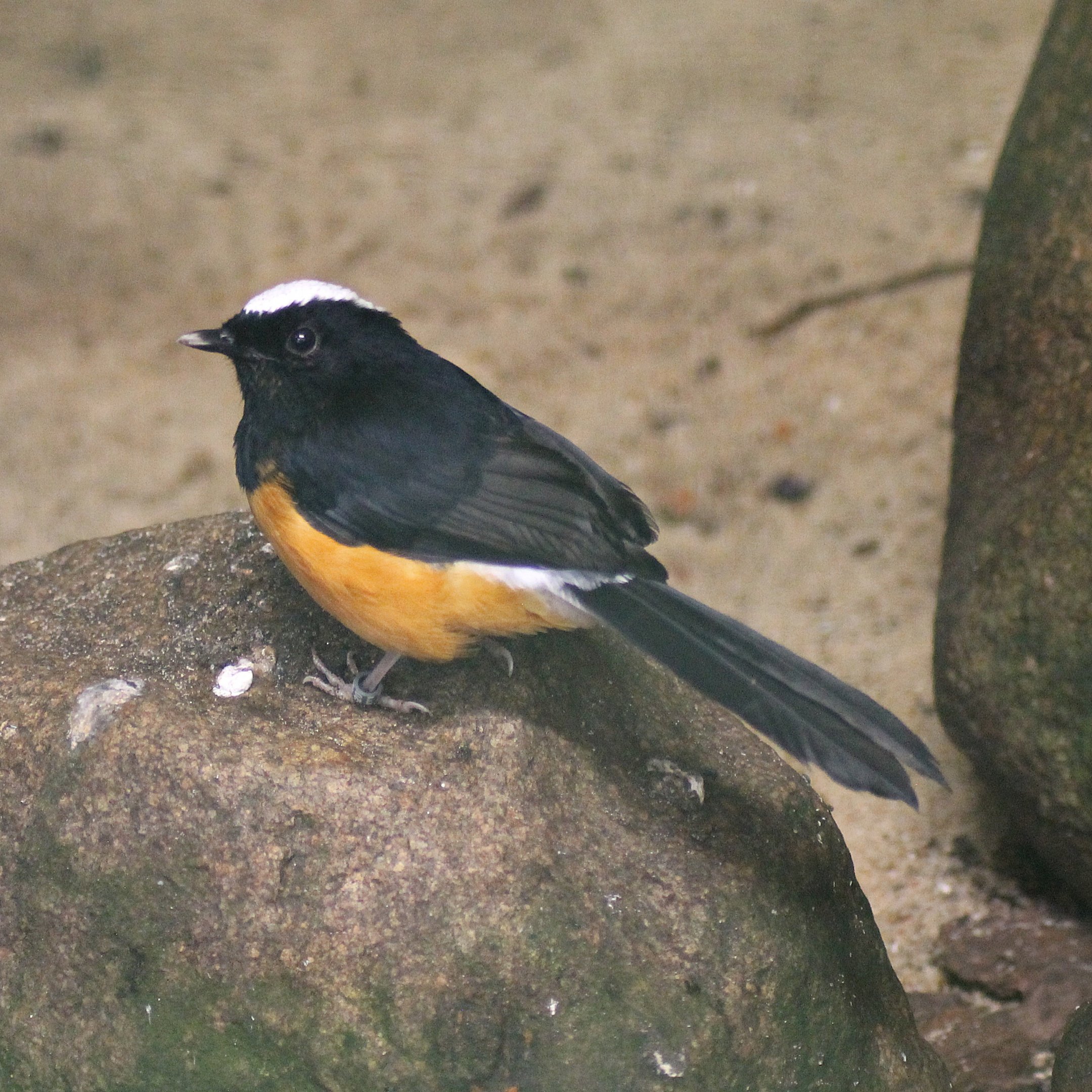 White-crowned shama (Copsychus stricklandii)