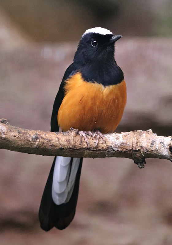 White-crowned shama (Copsychus stricklandii)