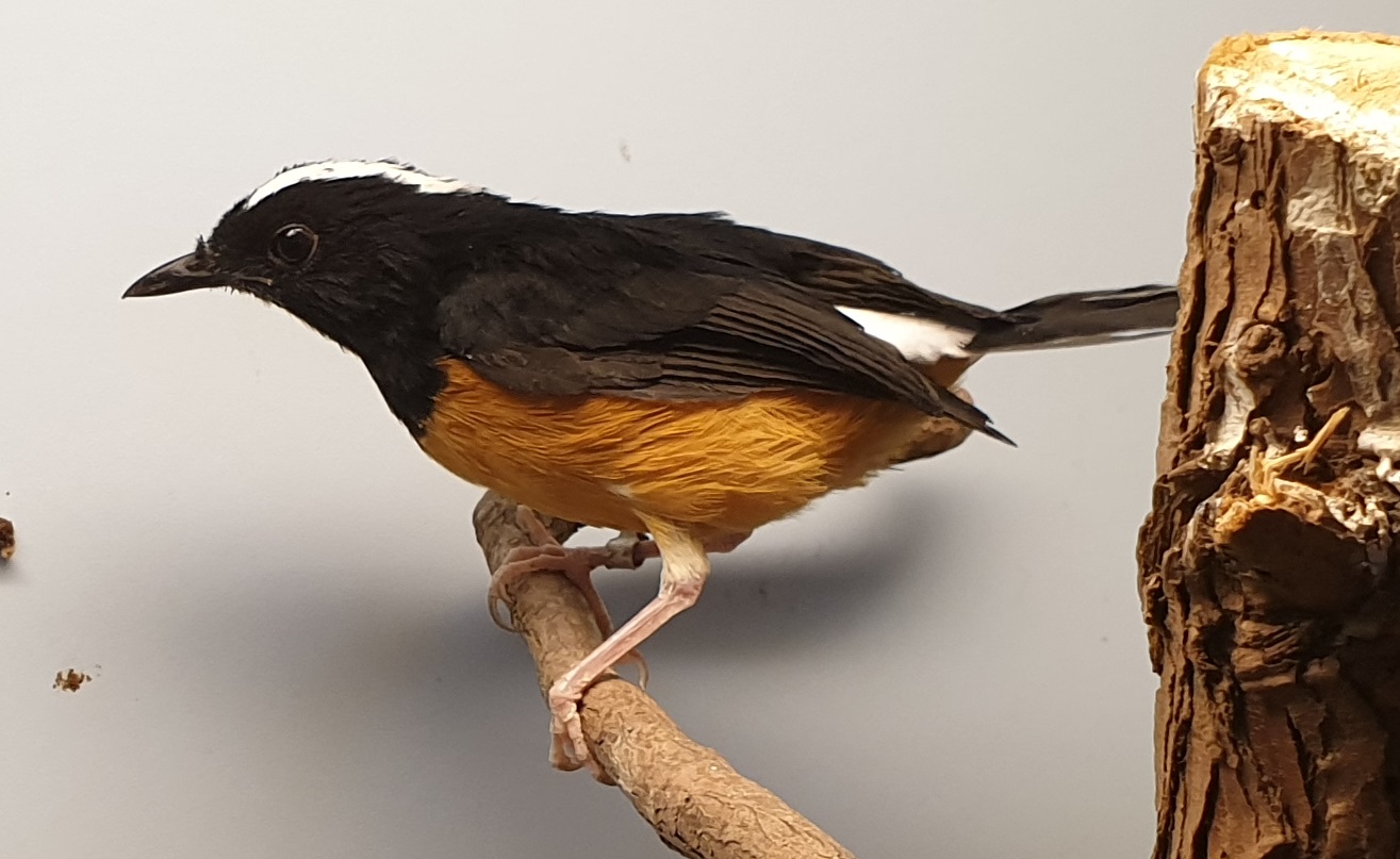 White-crowned shama - Kittacincla stricklandii