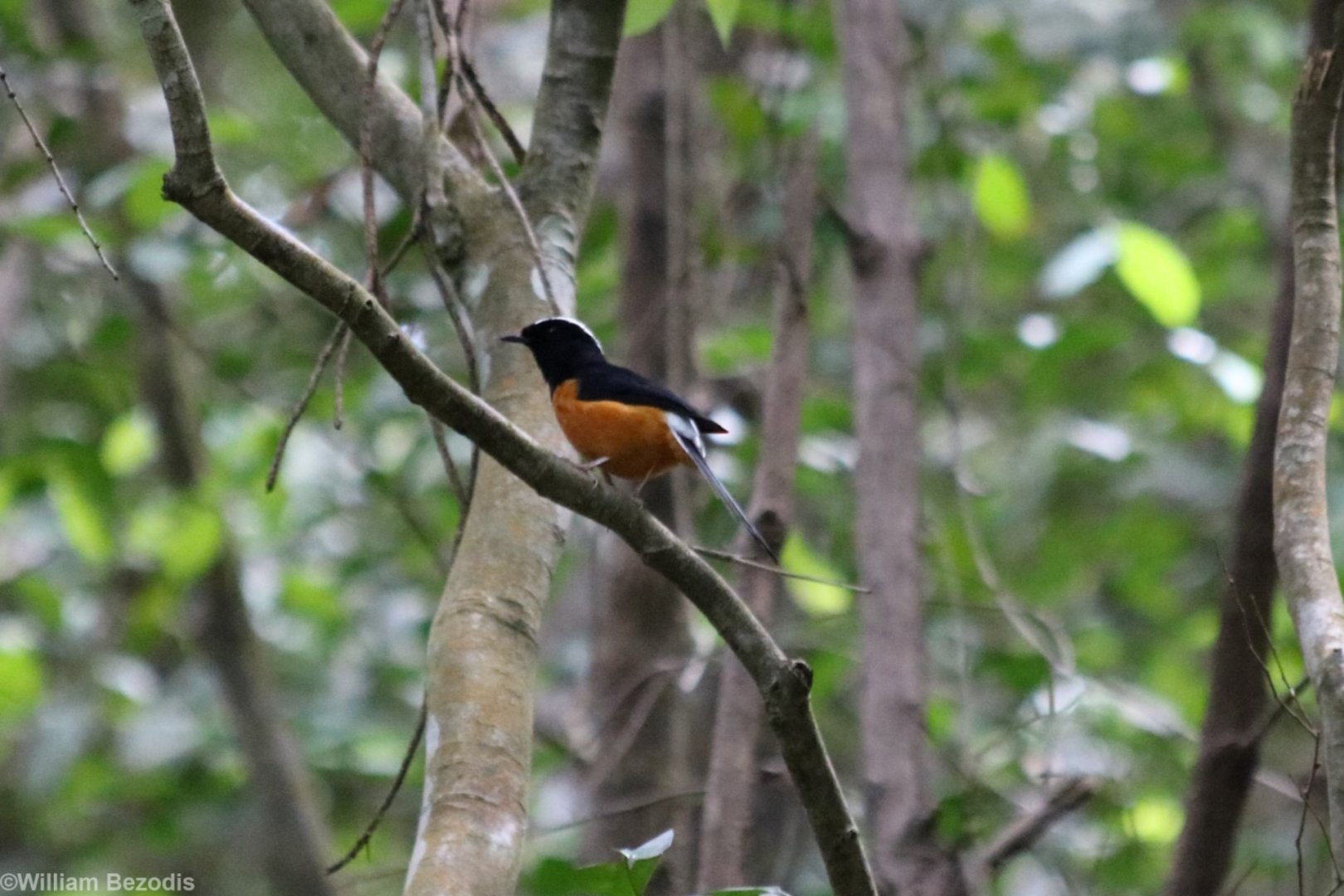 White-crowned Shama - Manukan Island