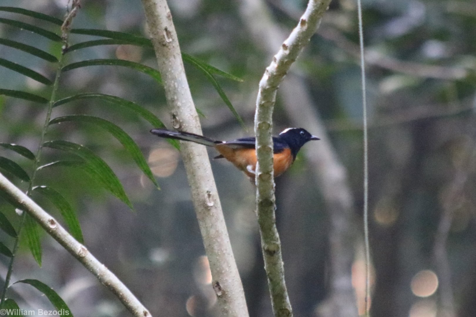 White-crowned Shama - Sepilok