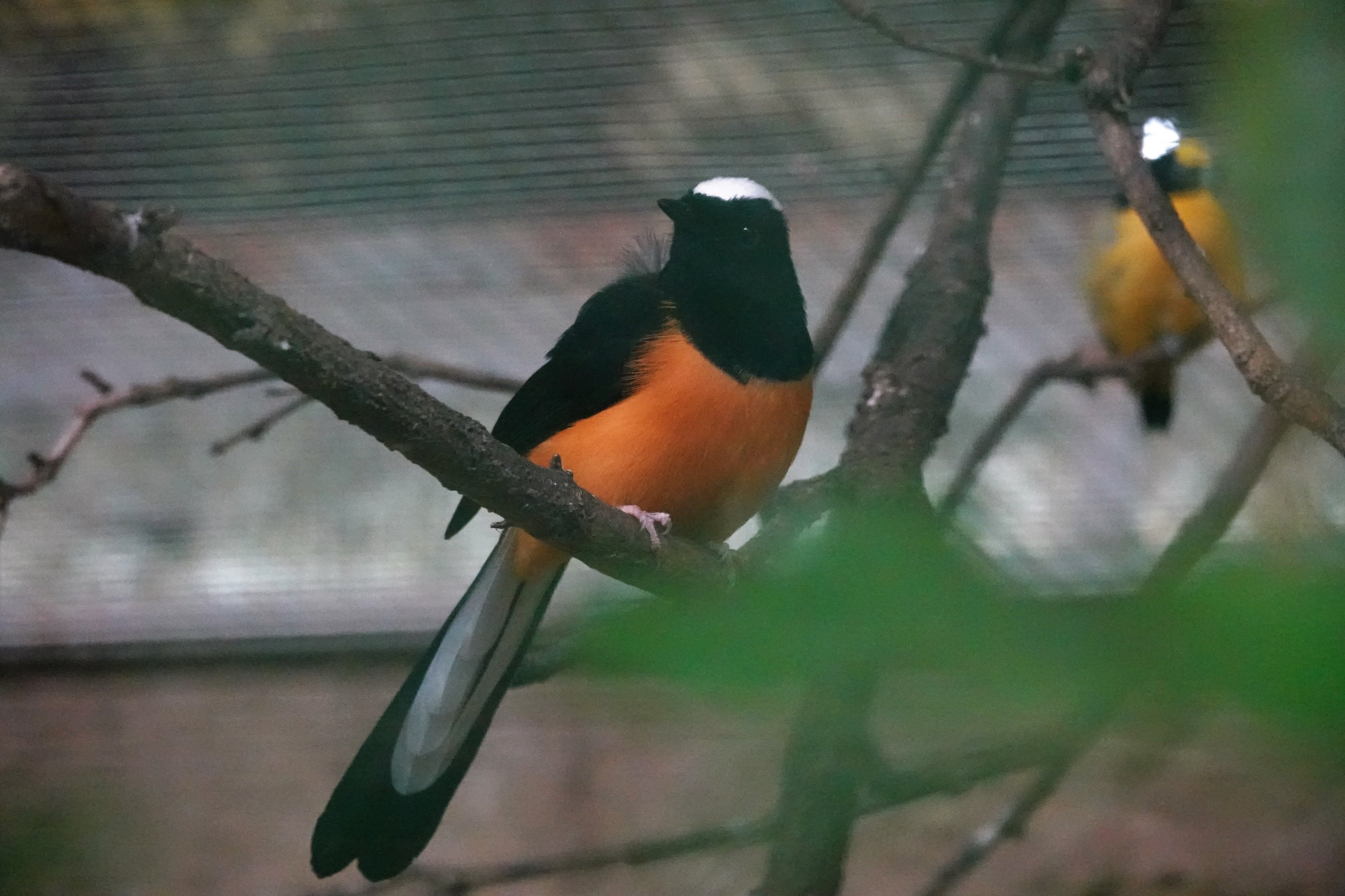 White-crowned Shama