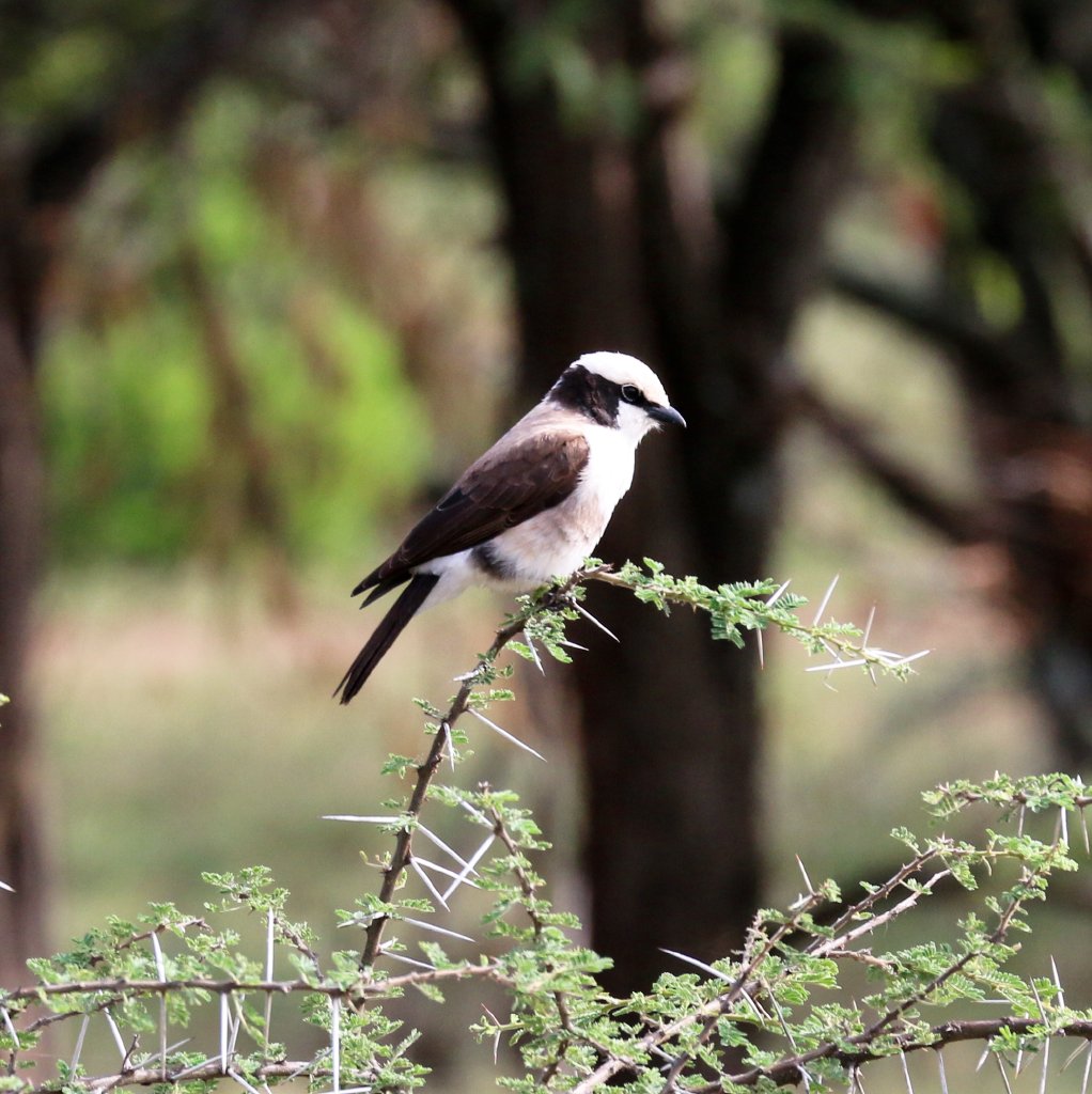 White-crowned Shrike