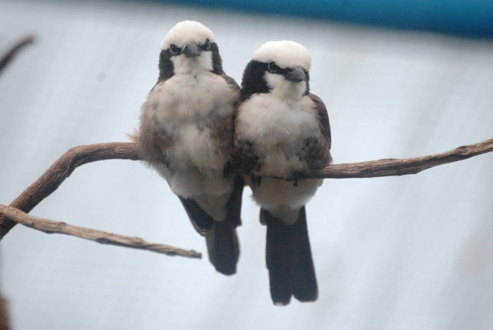 White-crowned Shrikes at Santillana del Mar, 13/06/15