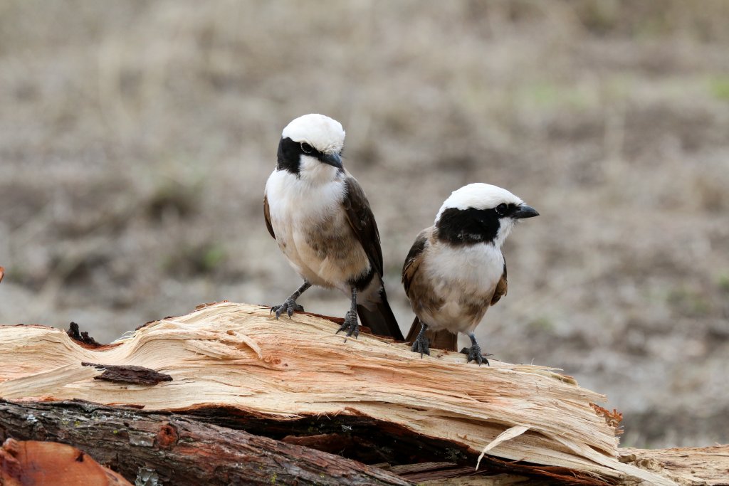 White-crowned Shrikes