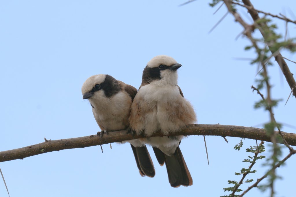 White-crowned Shrikes