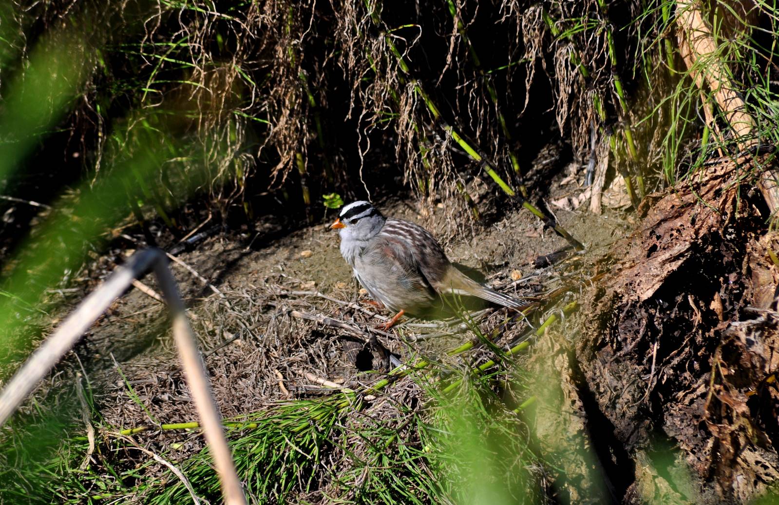 White-crowned Sparrow - Alaska