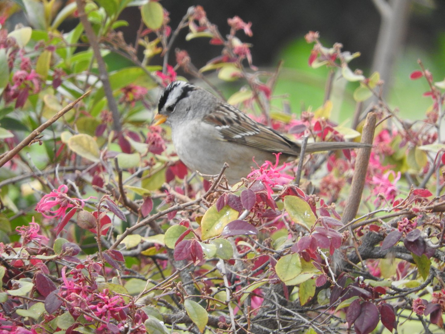 White-crowned Sparrow (Gambel's)