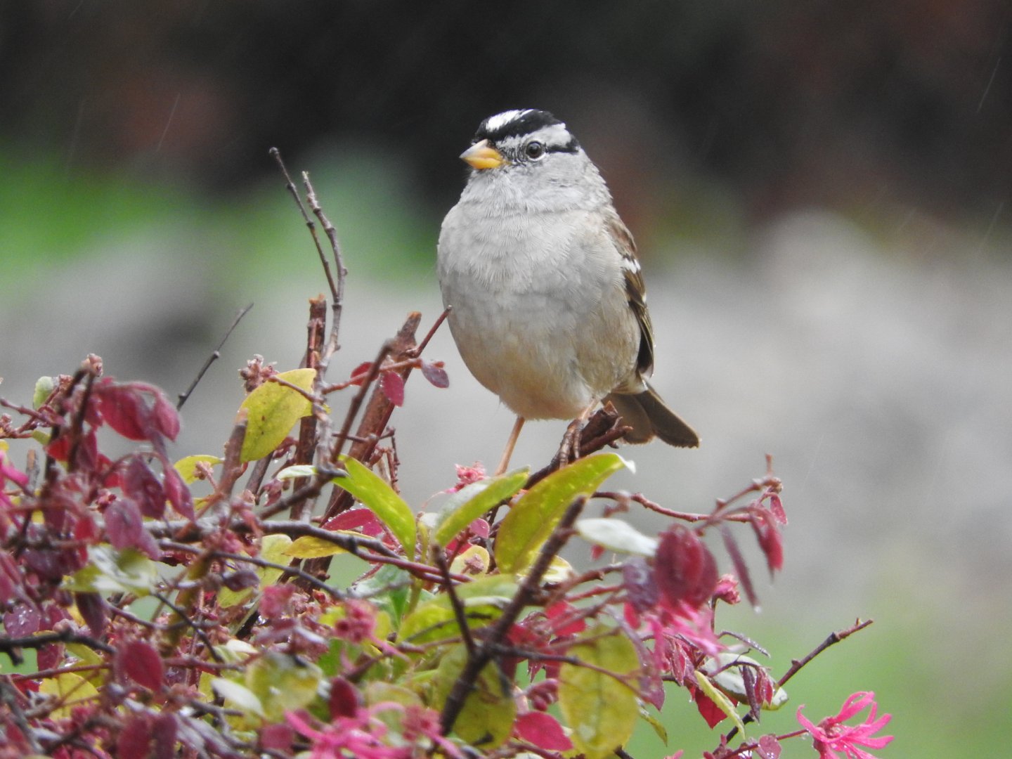 White-crowned Sparrow (Gambel's)