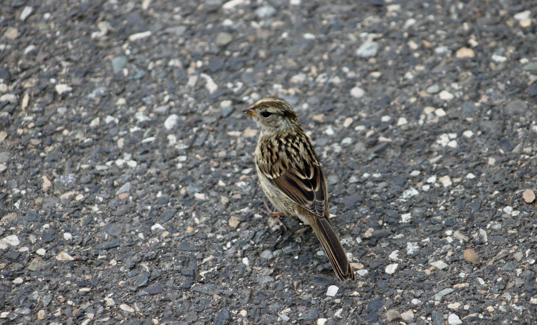White-Crowned Sparrow (Zonotrichia leucophrys pugetensis) juvenile - wild