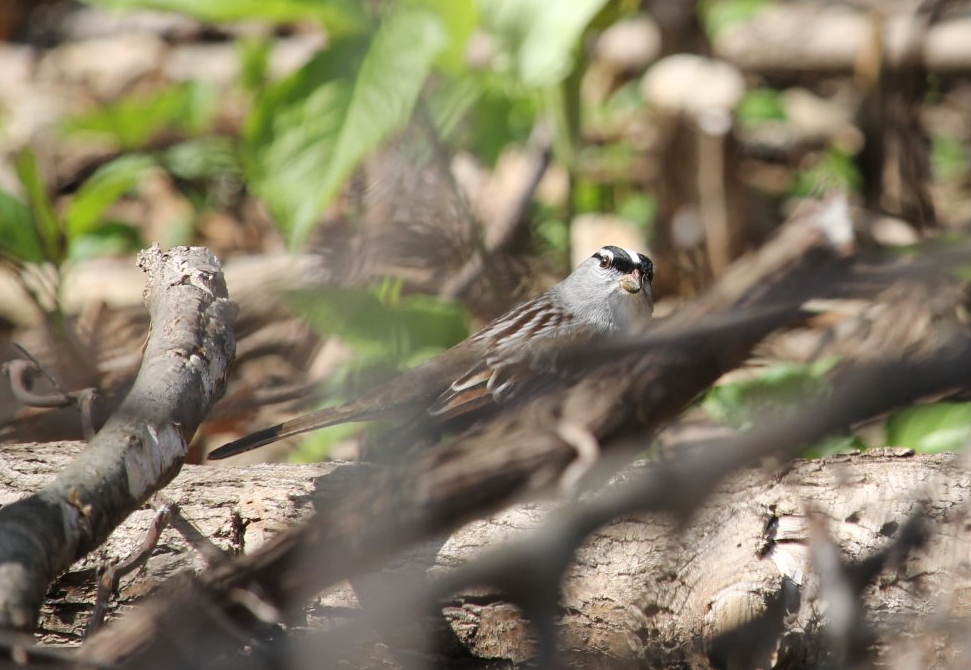 White-crowned Sparrow (Zonotrichia leucophrys)